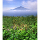 花の浮き島と利尻富士