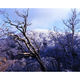 樹と樹氷 / 護摩壇山