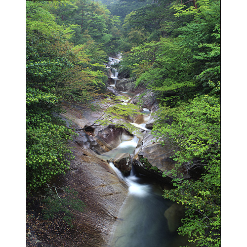 新緑の溪流 / 藤河内溪谷