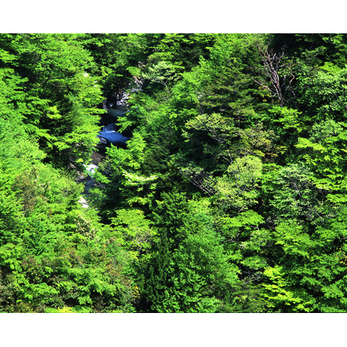 新緑の溪谷 / 十津川村