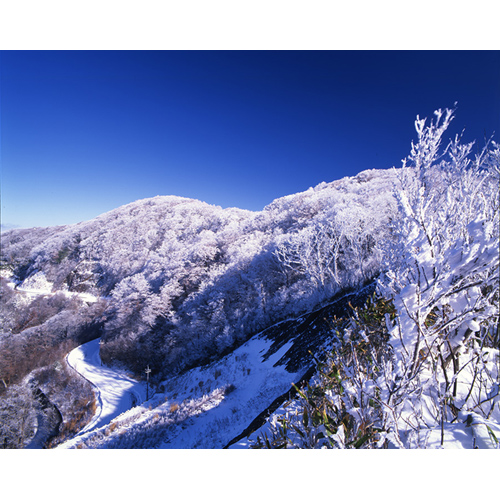 全山霧氷 / 護摩壇山