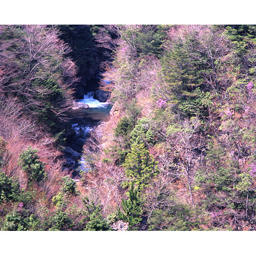 早春溪谷 / 十津川村