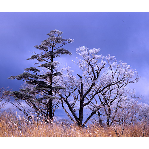 霧 氷 / 護摩壇山