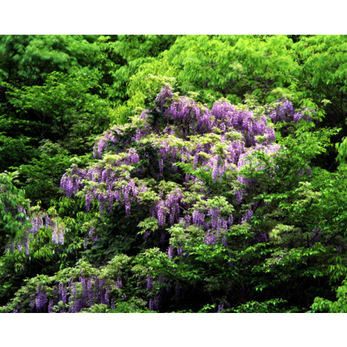 フジの花 / 和泉葛城山