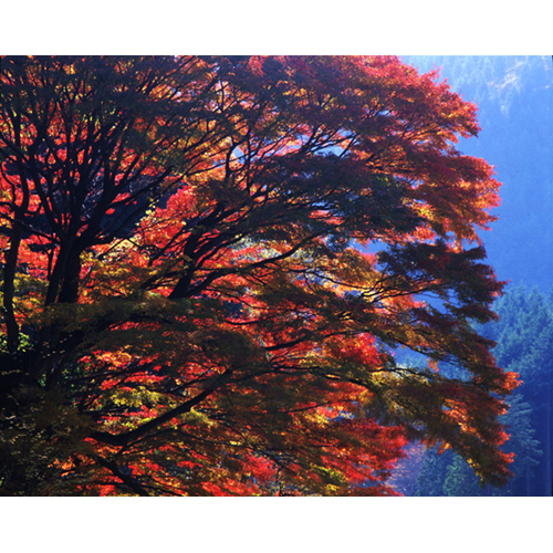 紅葉の大樹 / 和泉葛城山