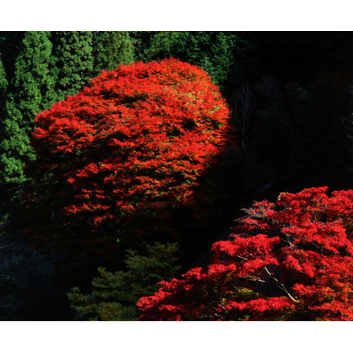 紅葉の大樹 / 和泉葛城山