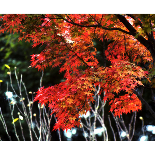 紅 葉/槇尾山