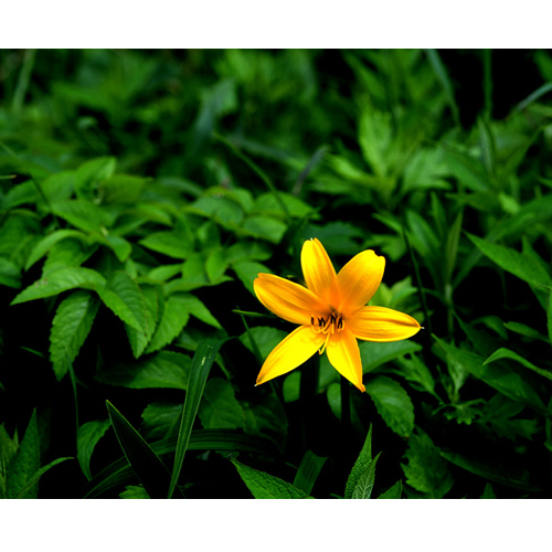 エゾカンゾウの花一輪