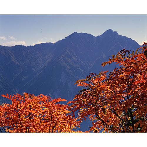 ナナカマドの紅葉/立山