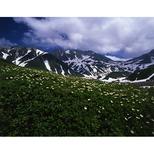 チングルマと立山