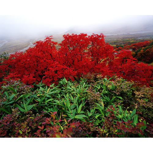 ナナカマドの紅葉/立山