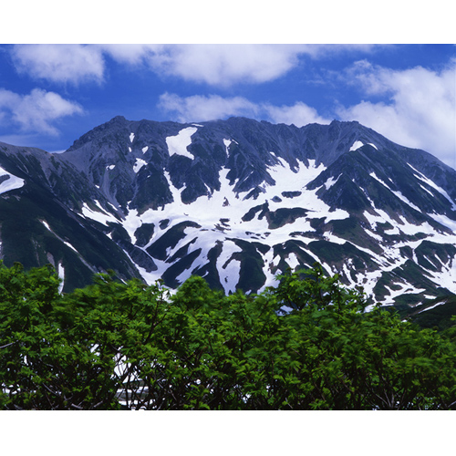 新緑と立山