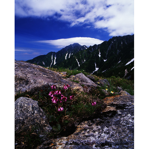 イワカガミと剱/立山